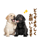 毎日使える！感情豊かなラブラドール（個別スタンプ：39）