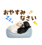 毎日使える！感情豊かなラブラドール（個別スタンプ：40）