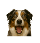 びっくり顔（犬編）Part2（個別スタンプ：10）