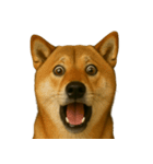びっくり顔（犬編）Part2（個別スタンプ：40）