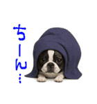 mottoのボステリさん♡日常♪（個別スタンプ：29）