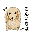 ミニチュアダックスフンドのモカ君（個別スタンプ：1）