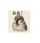 雀（水墨画風）（個別スタンプ：11）