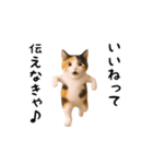 エッホエッホ猫（個別スタンプ：3）