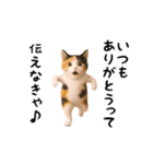 エッホエッホ猫（個別スタンプ：6）