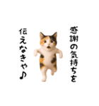 エッホエッホ猫（個別スタンプ：7）