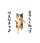 エッホエッホ猫（個別スタンプ：11）