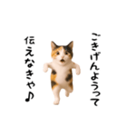 エッホエッホ猫（個別スタンプ：12）