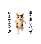 エッホエッホ猫（個別スタンプ：14）