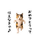 エッホエッホ猫（個別スタンプ：16）