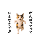 エッホエッホ猫（個別スタンプ：17）