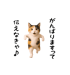 エッホエッホ猫（個別スタンプ：18）
