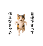 エッホエッホ猫（個別スタンプ：22）