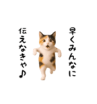 エッホエッホ猫（個別スタンプ：23）