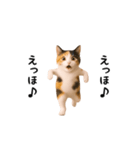 エッホエッホ猫（個別スタンプ：24）