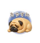 毎日使える3Dパグ【連絡・かわいい】（個別スタンプ：15）