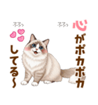 ふわもふラグドールの気持ちスタンプ（個別スタンプ：1）