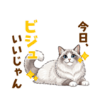ふわもふラグドールの気持ちスタンプ（個別スタンプ：2）