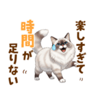 ふわもふラグドールの気持ちスタンプ（個別スタンプ：3）