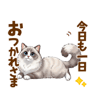 ふわもふラグドールの気持ちスタンプ（個別スタンプ：5）