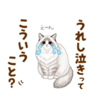 ふわもふラグドールの気持ちスタンプ（個別スタンプ：7）