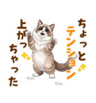 ふわもふラグドールの気持ちスタンプ（個別スタンプ：9）