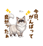 ふわもふラグドールの気持ちスタンプ（個別スタンプ：12）