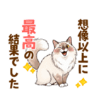 ふわもふラグドールの気持ちスタンプ（個別スタンプ：13）
