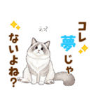 ふわもふラグドールの気持ちスタンプ（個別スタンプ：15）