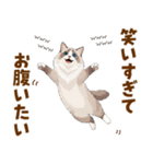 ふわもふラグドールの気持ちスタンプ（個別スタンプ：16）