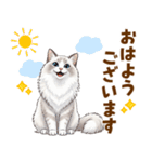 ふわもふラグドールの気持ちスタンプ（個別スタンプ：17）