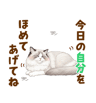 ふわもふラグドールの気持ちスタンプ（個別スタンプ：18）