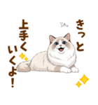ふわもふラグドールの気持ちスタンプ（個別スタンプ：19）