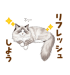 ふわもふラグドールの気持ちスタンプ（個別スタンプ：21）