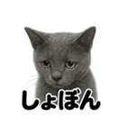 リアルなロシアンブルーの日常感情日記（個別スタンプ：12）
