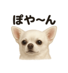 リアルすぎる白いチワワの感情日記（個別スタンプ：2）