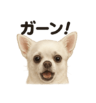 リアルすぎる白いチワワの感情日記（個別スタンプ：3）