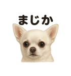 リアルすぎる白いチワワの感情日記（個別スタンプ：4）