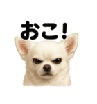 リアルすぎる白いチワワの感情日記（個別スタンプ：9）