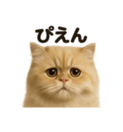 リアルなペルシャ猫の日常感情日記（個別スタンプ：1）