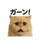 リアルなペルシャ猫の日常感情日記（個別スタンプ：3）