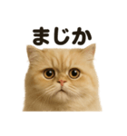 リアルなペルシャ猫の日常感情日記（個別スタンプ：4）