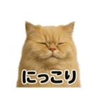 リアルなペルシャ猫の日常感情日記（個別スタンプ：7）