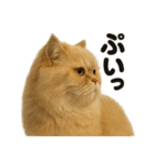 リアルなペルシャ猫の日常感情日記（個別スタンプ：8）