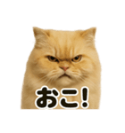リアルなペルシャ猫の日常感情日記（個別スタンプ：9）