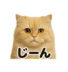 リアルなペルシャ猫の日常感情日記（個別スタンプ：10）