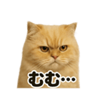 リアルなペルシャ猫の日常感情日記（個別スタンプ：11）