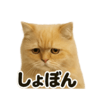 リアルなペルシャ猫の日常感情日記（個別スタンプ：12）