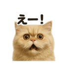 リアルなペルシャ猫の日常感情日記（個別スタンプ：14）