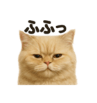 リアルなペルシャ猫の日常感情日記（個別スタンプ：15）
